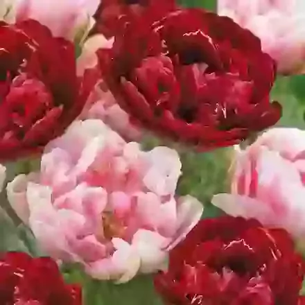 Two Tone Mix